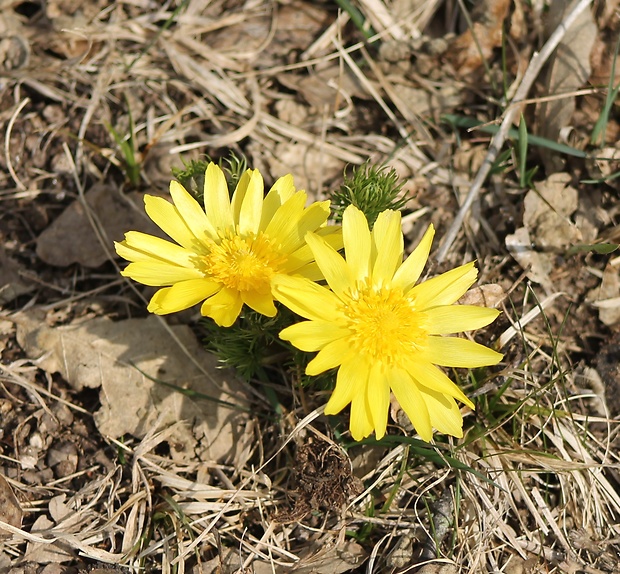 hlaváčik jarný Adonis vernalis L.