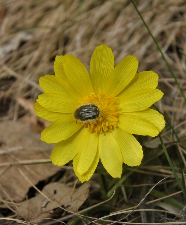 hlaváčik jarný Adonis vernalis L.