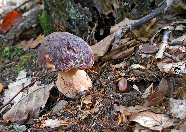 hríb sosnový Boletus pinophilus Pil. et Dermek in Pil.