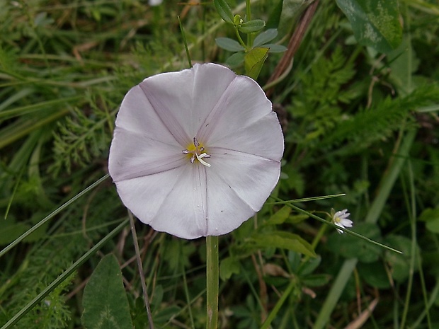 pupenec roľný Convolvulus arvensis L.