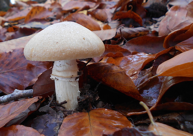 pavučinovec inovaťový Cortinarius caperatus (Pers.) Fr.