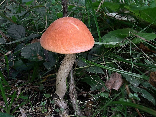 kozák dubový Leccinum aurantiacum (Bull.) Gray