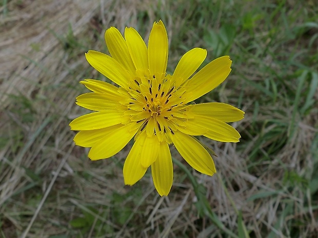 kozobrada lúčna Tragopogon pratensis L.