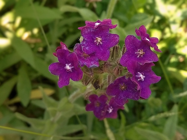 smohla lekárska Anchusa officinalis L.