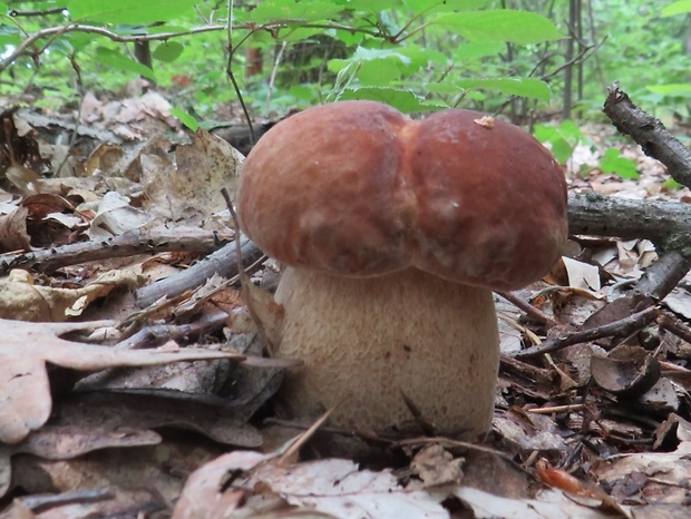 hríb dubový Boletus reticulatus Schaeff.