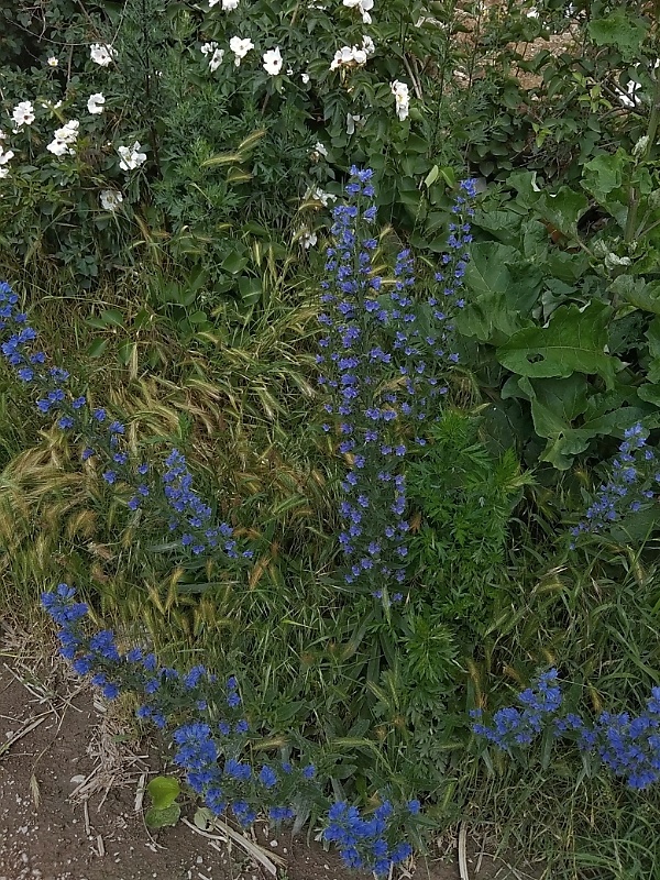 hadinec obyčajný Echium vulgare L.