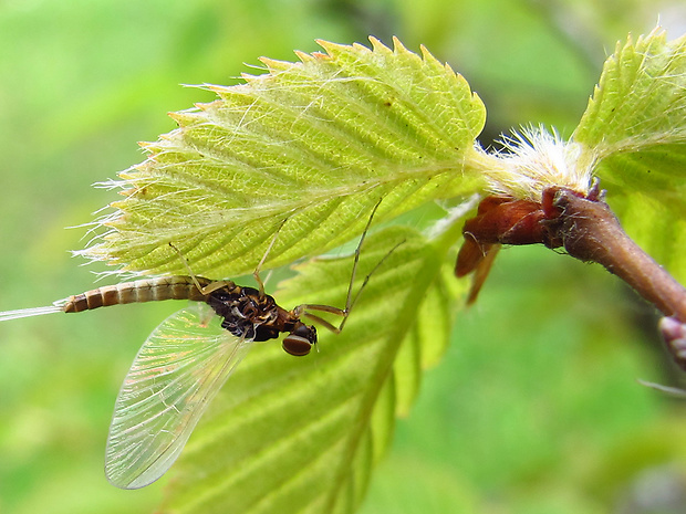 podenky Ephemeroptera ord.