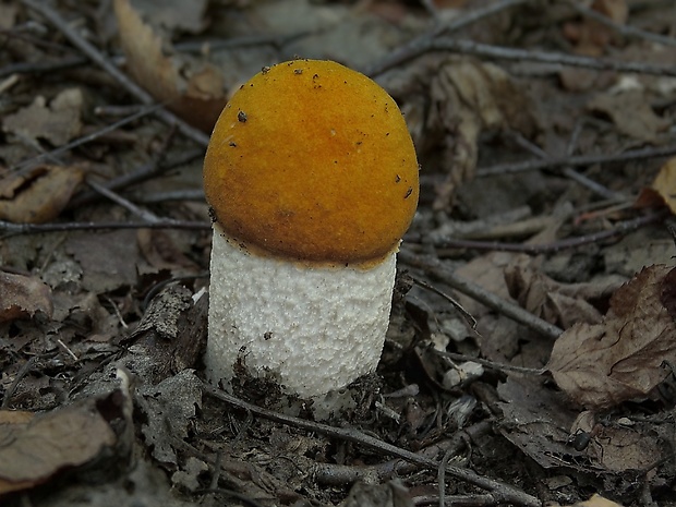 kozák osikový Leccinum albostipitatum den Bakker & Noordel.