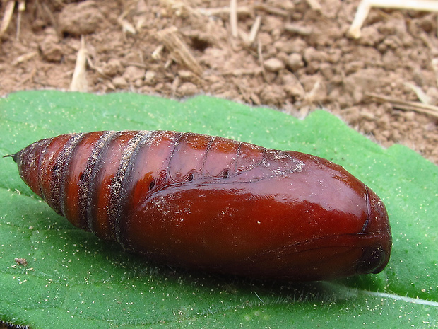 motýle Lepidoptera ord.