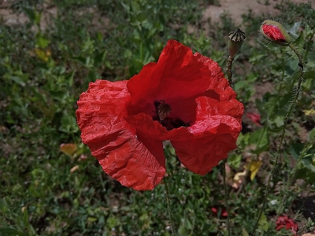 mak vlčí Papaver rhoeas L.