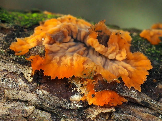 žilnačka oranžová Phlebia radiata Fr.