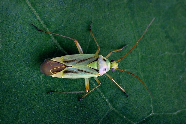 bzdôška (sk) / klopuška páskovaná (cz) Stenotus binotatus (Fabricius, 1794)