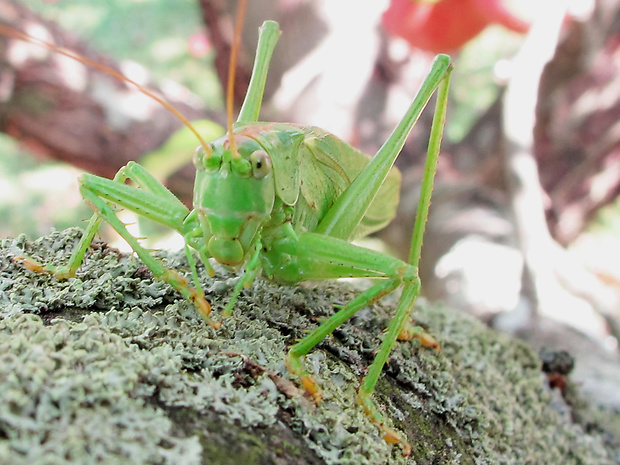 kobylka zelená - samička Tettigonia viridissima