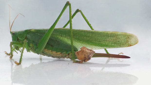 kobylka zelená Tettigonia viridissima