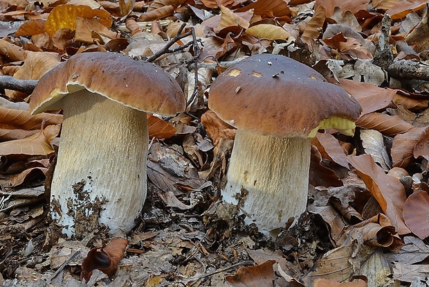 hríb smrekový Boletus edulis Bull.