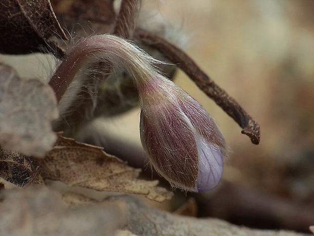 pečeňovník trojlaločný Hepatica nobilis Schreb.