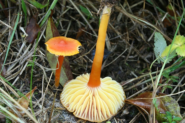 lúčnica šarlátová Hygrocybe coccinea (Schaeff.) P. Kumm.