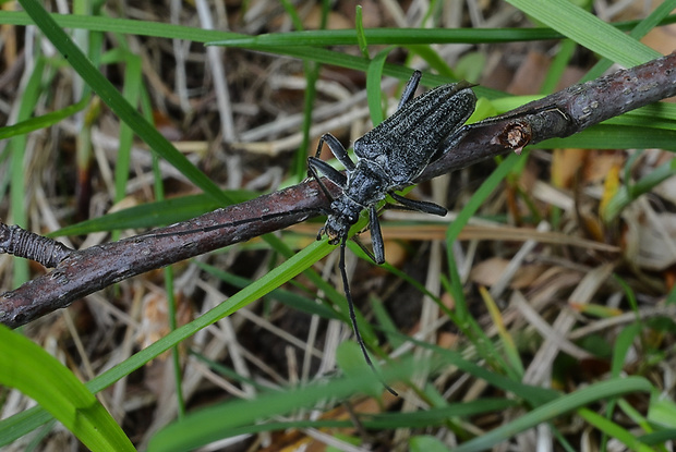 fuzáč Oxymirus cursor