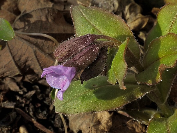 pľúcnik Pulmonaria sp.