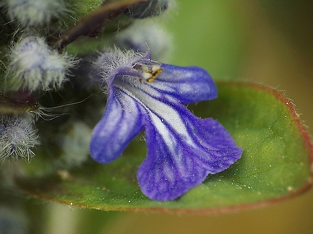 zbehovec plazivý Ajuga reptans L.