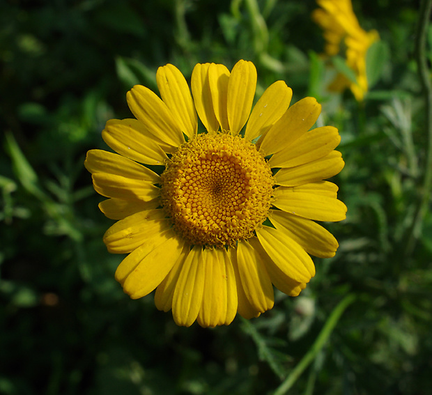 rumanovec farbiarsky Cota tinctoria (L.) Gay