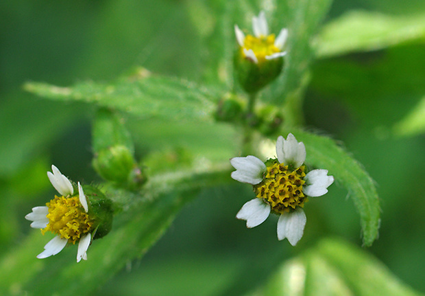 žltnica maloúborová Galinsoga parviflora Cav.