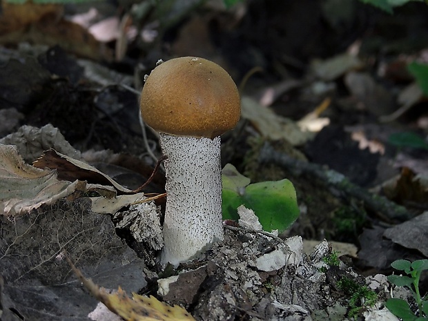 kozák osikový Leccinum albostipitatum den Bakker & Noordel.