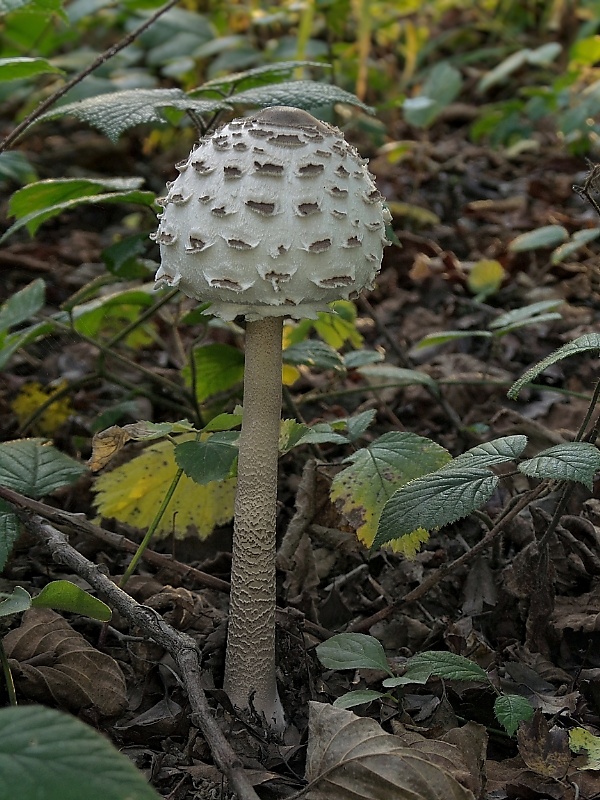 bedľa vysoká Macrolepiota procera (Scop.) Singer