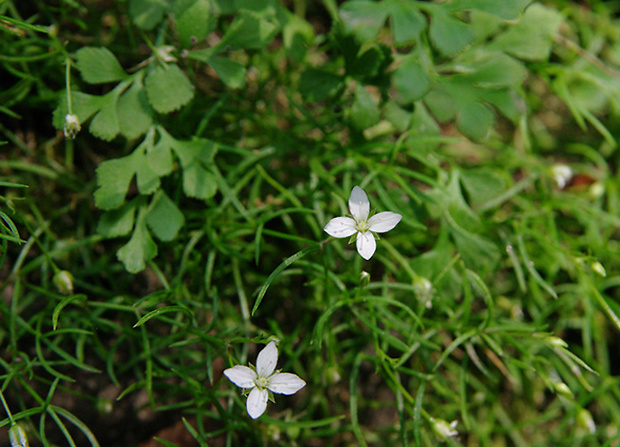 meringia machovitá Moehringia muscosa L.