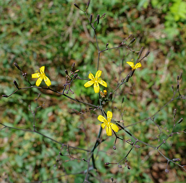 šalátovka múrová Mycelis muralis (L.) Dumort.