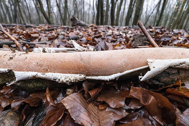 kornatka mäsovočervená Peniophora incarnata (Pers.) P. Karst.