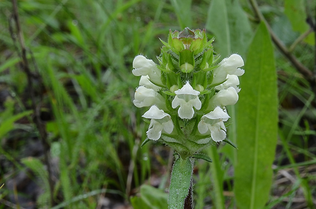 čiernohlávok zastrihovaný Prunella laciniata (L.) L.