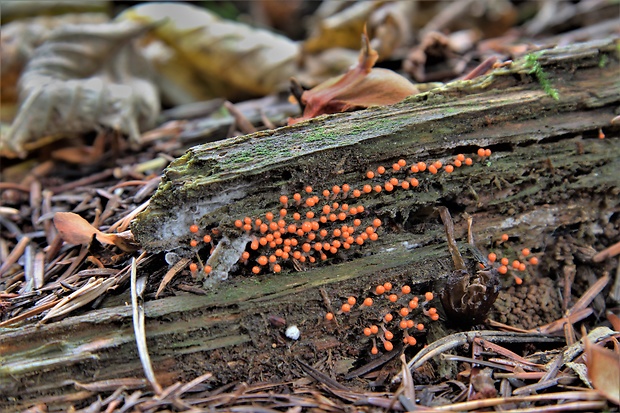 vlasnačka Trichia sp.