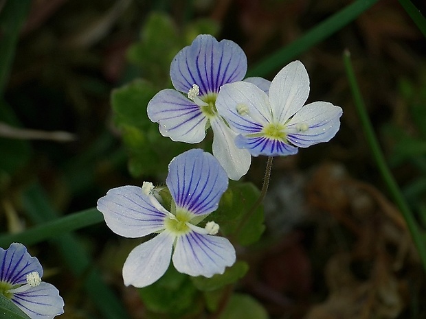 veronika Veronica sp.