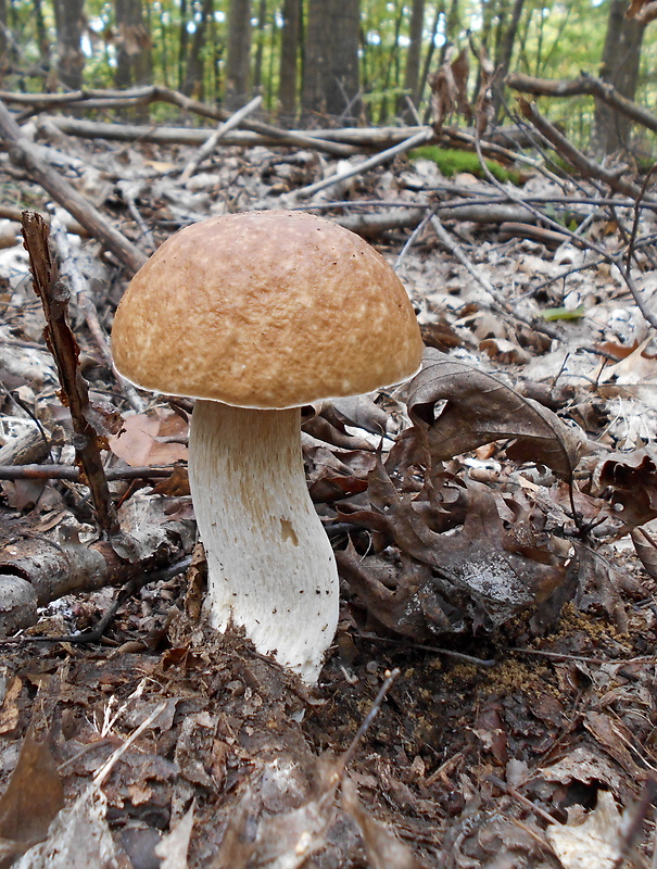 hríb smrekový Boletus edulis Bull.