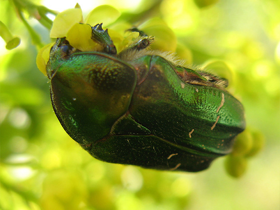 zlatoň obyčajný Cetonia aurata