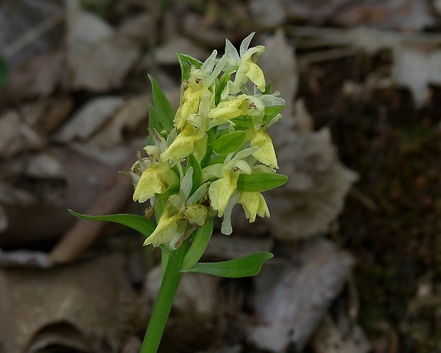 vstavačovec bazový Dactylorhiza sambucina (L.) Soó