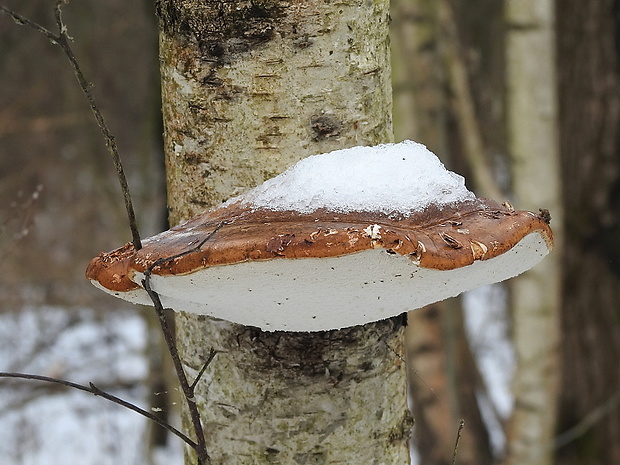 brezovník obyčajný Fomitopsis betulina (Bull.) B.K. Cui, M.L. Han & Y.C. Dai