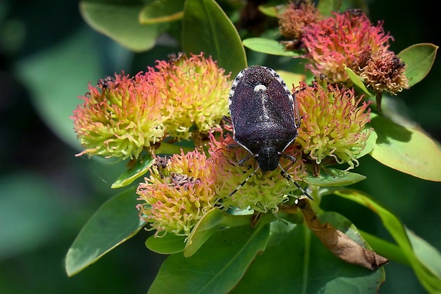 bzdocha (sk) / knežice (cz) Holcostethus sphacelatus (Fabricius, 1794)