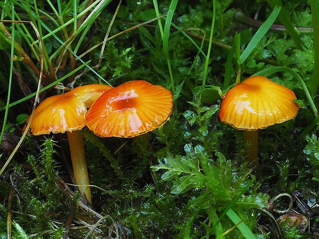 lúčnica hlienistá červená Hygrocybe glutinipes var. rubra R. Kristiansen