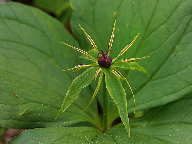 vranovec štvorlistý Paris quadrifolia L.