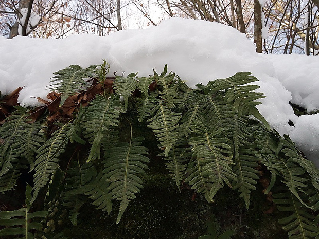 sladič obyčajný Polypodium vulgare L.