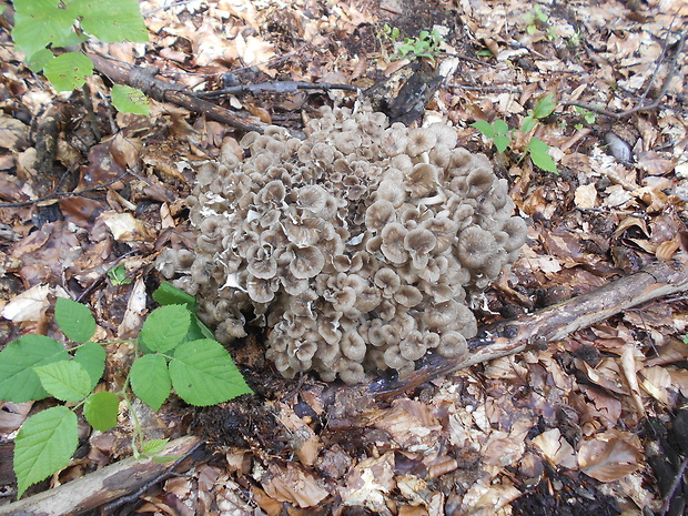 trúdnik klobúčkatý Polyporus umbellatus (Pers.) Fr.