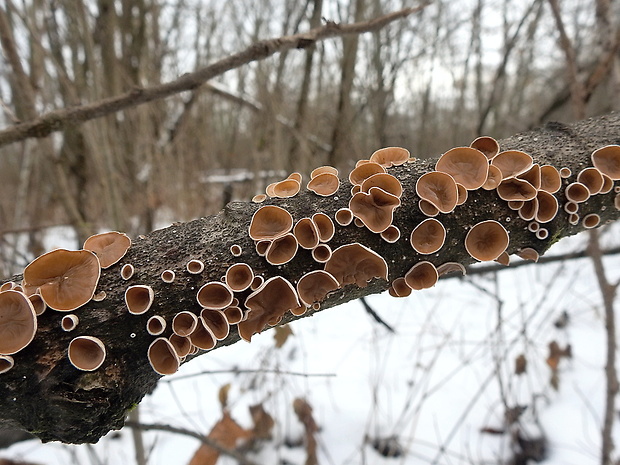 škľabka plstnatá Schizophyllum amplum (Lév.) Nakasone