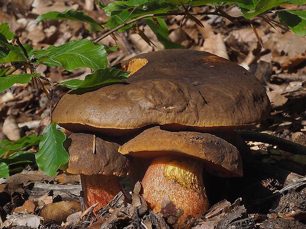 hríb zrnitohlúbikový Sutorius luridiformis (Rostk.) G. Wu & Zhu L. Yang