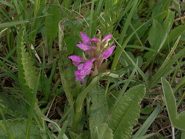 vstavačovec májový pravý Dactylorhiza majalis subsp. majalis (Reincherb.) Hunt & Summerh.