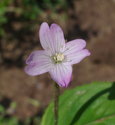 vŕbovka horská Epilobium montanum L.