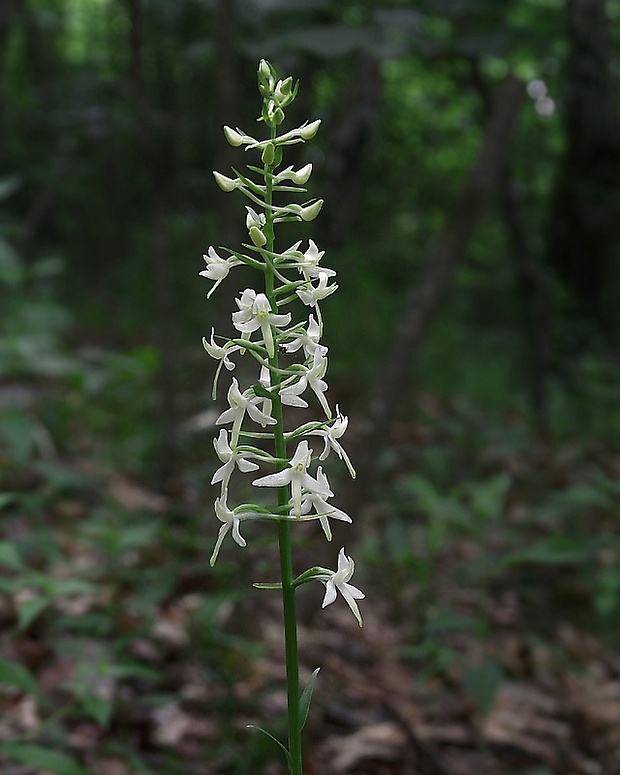 vemenník dvojlistý Platanthera bifolia (L.) Rich.