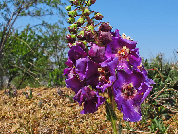 divozel tmavočervený Verbascum phoeniceum L.