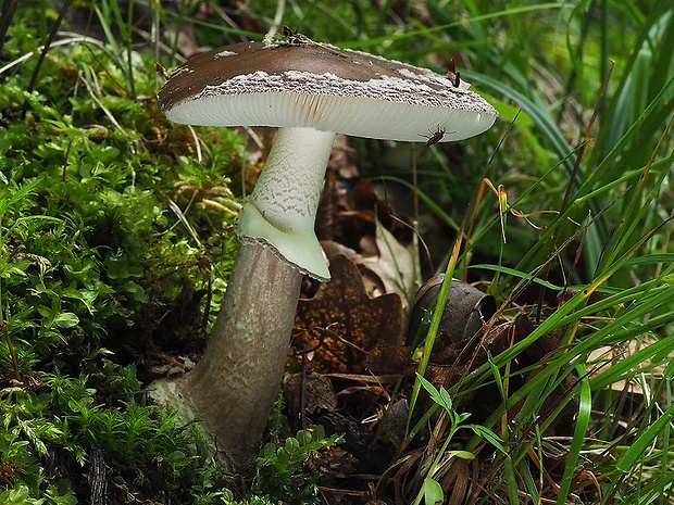 muchotrávka hrubá Amanita excelsa (Fr.) Bertill.